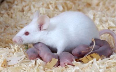 bedding-for-lab-animals