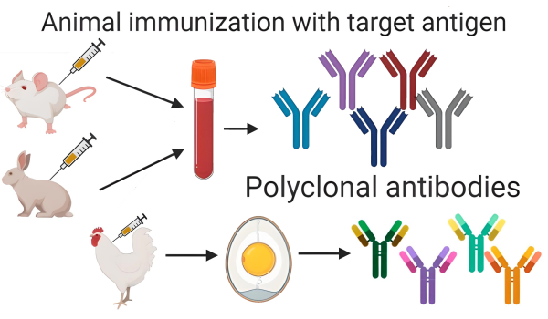 immuno
