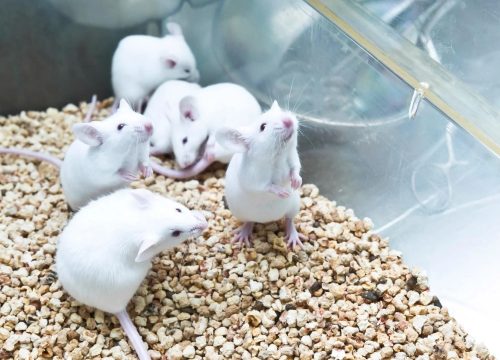 lab-animal-bedding-supply